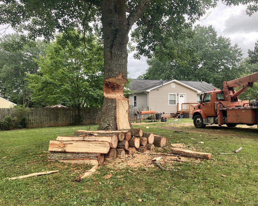 Large hardwood tree being removed in a Durham, NC backyard