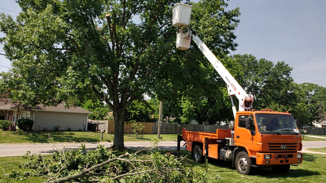Mature tree canopy being pruned and thinned in Durham, NC
