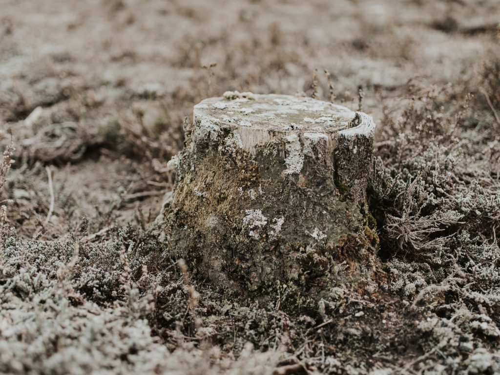 stump on the ground